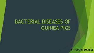 BACTERIAL DISEASES OF
GUINEA PIGS
BY RANJINI MANUEL
 