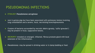 Bacterial Diseases Of Guinea Pigs Photo Inspiration