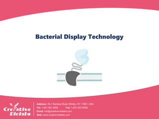Bacterial Display Technology
Address: 45-1 Ramsey Road, Shirley, NY 11967, USA
Tel: 1-631-381-2994 Fax: 1-631-207-8356
Email: info@creative-biolabs.com
Web: www.creative-biolabs.com
 