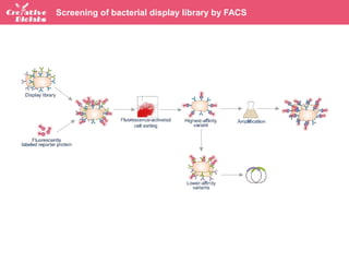 Bacterial Display Technology - Creative Biolabs | PPTX