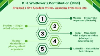 R. H. Whittaker’s Contribution (1969)
Proposed a Five-Kingdom System, separating Protoctista into:
Monera – Prokaryotic
organisms (Bacteria)
Protista – Single-
celled eukaryotes
Fungi – Organisms
with unique nutrition
(absorptive
heterotrophs)
Plantae –
Multicellular
photosynthetic
organisms Animalia – Multicellular
heterotrophs
1
2
3
4
5
 