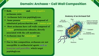 Domain: Archaea - Cell Wall Composition
Both Gram-positive and Gram-negative
archaeans exist.
Archaeans lack true peptidoglycan.
Some possess pseudomurein, composed of
substituted polysaccharides and L-amino acids.
Most archaeans have cell walls composed of
S-layer proteinaceous subunits, directly
associated with the cell membrane.
Archaeans may be Autotrophic or
heterotrophic
Due to this composition, archaeans are not
susceptible to antibacterial agents such as
lysozyme and penicillin, which target
peptidoglycan.
 