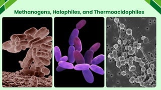 Methanogens, Halophiles, and Thermoacidophiles
 