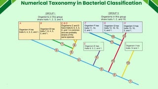 Numerical Taxonomy in Bacterial Classification
 