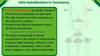 DNA Hybridization in Taxonomy
In DNA hybridization, the double strands of
DNA from two organisms are split apart.
The split strands from both organisms are
then allowed to combine.
Strands from different organisms anneal
(bond) by base pairing:
A pairs with T / G pairs with C
The degree of annealing is directly
proportional to the amount of identical base
sequences; high homology indicates a close
evolutionary relationship, while a small
degree suggests a more distant relationship.
 