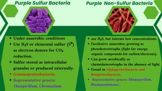 Purple Sulfur Bacteria
Under anaerobic conditions
Use H₂S or elemental sulfur (S⁰)
as electron donors for CO₂
reduction.
Sulfur stored as intracellular
granules or produced externally.
Gammaproteobacteria.
Representative genera:
Thiospirillum, Chromatium.
use H₂S, but tolerate low concentrations.
Facultative anaerobes, growing as
photoheterotrophs (light for energy,
organic compounds for carbon/electrons).
Can grow aerobically as
chemoheterotrophs in the absence of light.
Found in Alphaproteobacteria and
Betaproteobacteria.
Representative genera: Rhodospirillum,
Rhodopseudomonas.
Purple Non-Sulfur Bacteria
 