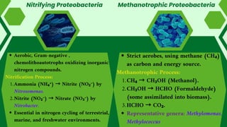 Nitrifying Proteobacteria
Strict aerobes, using methane (CH₄)
as carbon and energy source.
Methanotrophic Process:
CH₄ → CH₃OH (Methanol).
1.
CH₃OH → HCHO (Formaldehyde)
(some assimilated into biomass).
2.
HCHO → CO₂.
3.
Representative genera: Methylomonas,
Methylococcus
Aerobic, Gram-negative ,
chemolithoautotrophs oxidizing inorganic
nitrogen compounds.
Nitrification Process:
Ammonia (NH₄⁺) → Nitrite (NO₂⁻) by
Nitrosomonas.
1.
Nitrite (NO₂⁻) → Nitrate (NO₃⁻) by
Nitrobacter.
2.
Essential in nitrogen cycling of terrestrial,
marine, and freshwater environments.
Methanotrophic Proteobacteria
 