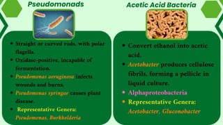 Pseudomonads
Straight or curved rods, with polar
flagella.
Oxidase-positive, incapable of
fermentation.
Pseudomonas aeruginosa infects
wounds and burns.
Pseudomonas syringae causes plant
disease.
Representative Genera:
Pseudomonas, Burkholderia
Convert ethanol into acetic
acid.
Acetobacter produces cellulose
fibrils, forming a pellicle in
liquid culture.
Alphaproteobacteria
Representative Genera:
Acetobacter, Gluconobacter
Acetic Acid Bacteria
 