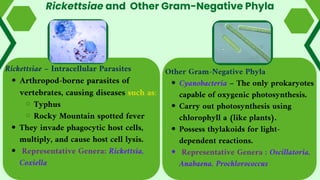 Rickettsiae and Other Gram-Negative Phyla
Rickettsiae – Intracellular Parasites
Arthropod-borne parasites of
vertebrates, causing diseases such as:
Typhus
Rocky Mountain spotted fever
They invade phagocytic host cells,
multiply, and cause host cell lysis.
Representative Genera: Rickettsia,
Coxiella
Other Gram-Negative Phyla
Cyanobacteria – The only prokaryotes
capable of oxygenic photosynthesis.
Carry out photosynthesis using
chlorophyll a (like plants).
Possess thylakoids for light-
dependent reactions.
Representative Genera : Oscillatoria,
Anabaena, Prochlorococcus
 