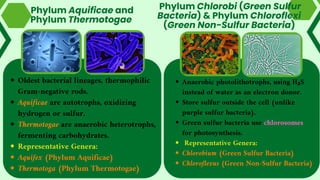 Anaerobic photolithotrophs, using H₂S
instead of water as an electron donor.
Store sulfur outside the cell (unlike
purple sulfur bacteria).
Green sulfur bacteria use chlorosomes
for photosynthesis.
Representative Genera:
Chlorobium (Green Sulfur Bacteria)
Chloroflexus (Green Non-Sulfur Bacteria)
Phylum Chlorobi (Green Sulfur
Bacteria) & Phylum Chloroflexi
(Green Non-Sulfur Bacteria)
Phylum Aquificae and
Phylum Thermotogae
Oldest bacterial lineages, thermophilic
Gram-negative rods.
Aquificae are autotrophs, oxidizing
hydrogen or sulfur.
Thermotogae are anaerobic heterotrophs,
fermenting carbohydrates.
Representative Genera:
Aquifex (Phylum Aquificae)
Thermotoga (Phylum Thermotogae)
 