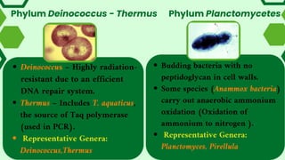 Phylum Deinococcus - Thermus
Budding bacteria with no
peptidoglycan in cell walls.
Some species (Anammox bacteria)
carry out anaerobic ammonium
oxidation (Oxidation of
ammonium to nitrogen ).
Representative Genera:
Planctomyces, Pirellula
Deinococcus – Highly radiation-
resistant due to an efficient
DNA repair system.
Thermus – Includes T. aquaticus,
the source of Taq polymerase
(used in PCR).
Representative Genera:
Deinococcus,Thermus
Phylum Planctomycetes
 