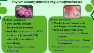 Phylum Chlamydiae and Phylum Spirochaetes
Phylum Chlamydiae
Non-motile obligate
intracellular parasites.
Includes C. trachomatis, which
causes trachoma and STIs
(Sexually transmitted
infections)
Representative Genus:
Chlamydia
Phylum Spirochaetes
Slender, helical bacteria with
endoflagella (axial filaments).
Includes human pathogens:
Treponema pallidum – Causes
Syphilis
Leptospira interrogans – Causes
Leptospirosis
Representative Genera: Treponema,
Leptospira
 