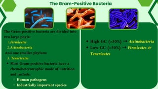 The Gram-Positive Bacteria
High GC (>50%) → Actinobacteria
Low GC (<50%) → Firmicutes &
Tenericutes
The Gram-positive bacteria are divided into
two large phyla:
Firmicutes
1.
Actinobacteria
2.
And one smaller phylum:
3. Tenericutes
Most Gram-positive bacteria have a
chemoheterotrophic mode of nutrition
and include:
Human pathogens
Industrially important species
 