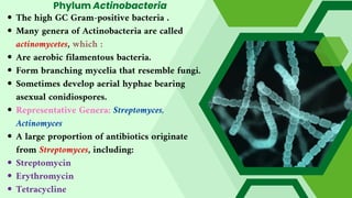 Phylum Actinobacteria
The high GC Gram-positive bacteria .
Many genera of Actinobacteria are called
actinomycetes, which :
Are aerobic filamentous bacteria.
Form branching mycelia that resemble fungi.
Sometimes develop aerial hyphae bearing
asexual conidiospores.
Representative Genera: Streptomyces,
Actinomyces
A large proportion of antibiotics originate
from Streptomyces, including:
Streptomycin
Erythromycin
Tetracycline
 
