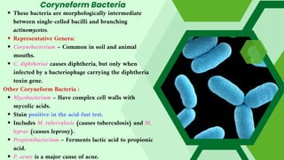Coryneform Bacteria
These bacteria are morphologically intermediate
between single-celled bacilli and branching
actinomycetes.
Representative Genera:
Corynebacterium – Common in soil and animal
mouths.
C. diphtheriae causes diphtheria, but only when
infected by a bacteriophage carrying the diphtheria
toxin gene.
Other Coryneform Bacteria :
Mycobacterium – Have complex cell walls with
mycolic acids.
Stain positive in the acid-fast test.
Includes M. tuberculosis (causes tuberculosis) and M.
leprae (causes leprosy).
Propionibacterium – Ferments lactic acid to propionic
acid.
P. acnes is a major cause of acne.
 