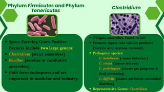 Phylum Firmicutes and Phylum
Tenericutes
Obligate anaerobes, found in soil.
Ferment sugars into various products
(butyric acid, acetone, butanol).
Pathogenic species:
C. botulinum (causes botulism)
C. tetani (causes tetanus)
C. perfringens (causes gas gangrene &
food poisoning)
C. difficile (causes antibiotic-associated
diarrhea)
Representative Genus: Clostridium
Clostridium
Spore-Forming Gram-Positive
Bacteria include two large genera:
Clostridium (strict anaerobes)
Bacillus (aerobes or facultative
anaerobes)
Both form endospores and are
important in medicine and industry.
 