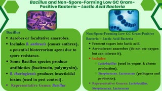 Bacillus
Aerobes or facultative anaerobes.
Includes B. anthracis (causes anthrax),
a potential bioterrorism agent due to
spore resistance.
Some Bacillus species produce
antibiotics (bacitracin, polymyxin).
B. thuringiensis produces insecticidal
toxins (used in pest control).
Representative Genus: Bacillus
Bacillus and Non-Spore-Forming Low GC Gram-
Positive Bacteria – Lactic Acid Bacteria
Non-Spore-Forming Low GC Gram-Positive
Bacteria – Lactic Acid Bacteria
Ferment sugars into lactic acid.
Aerotolerant anaerobes (do not use oxygen
but can tolerate it).
Includes:
Lactobacillus (used in yogurt & cheese
production).
Streptococcus, Lactococcus (pathogens and
probiotics).
Representative Genera: Lactobacillus,
Streptococcus, Lactococcus
 