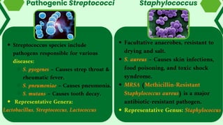 Facultative anaerobes, resistant to
drying and salt.
S. aureus – Causes skin infections,
food poisoning, and toxic shock
syndrome.
MRSA (Methicillin-Resistant
Staphylococcus aureus) is a major
antibiotic-resistant pathogen.
Representative Genus: Staphylococcus
Pathogenic Streptococci
Streptococcus species include
pathogens responsible for various
diseases:
S. pyogenes – Causes strep throat &
rheumatic fever.
S. pneumoniae – Causes pneumonia.
S. mutans – Causes tooth decay.
Representative Genera:
Lactobacillus, Streptococcus, Lactococcus
Staphylococcus
 