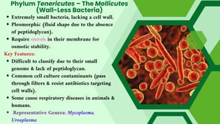 Phylum Tenericutes – The Mollicutes
(Wall-Less Bacteria)
Extremely small bacteria, lacking a cell wall.
Pleomorphic (fluid shape due to the absence
of peptidoglycan).
Require sterols in their membrane for
osmotic stability.
Key Features:
Difficult to classify due to their small
genome & lack of peptidoglycan.
Common cell culture contaminants (pass
through filters & resist antibiotics targeting
cell walls).
Some cause respiratory diseases in animals &
humans.
Representative Genera: Mycoplasma,
Ureaplasma
 