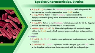 Species Characteristics, Strains
K (e.g., K-12): Refers to the capsular (K) antigen, which is part of the
polysaccharide capsule surrounding some E. coli strains.
O (e.g., O157): Refers to the O antigen, a component of the
lipopolysaccharide (LPS) outer membrane that defines different E. coli
serogroups.
H (e.g., H7): Refers to the H antigen, which is associated with the flagellar
protein, determining the motility of the bacterium.
Numbers (e.g., 12, 157, 7): These distinguish specific antigenic types
within the E. coli species. Each number corresponds to a unique antigen
variant.
Example :
E. coli K-12 _ "K-12" refers to a non-pathogenic strain commonly used in
research.
E. coli O157:H7 _ "O157" represents the LPS antigen type, and "H7" refers
to the flagellar antigen type, both associated with its pathogenicity.
 