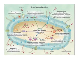 Bacterial drug resistance | PPTX