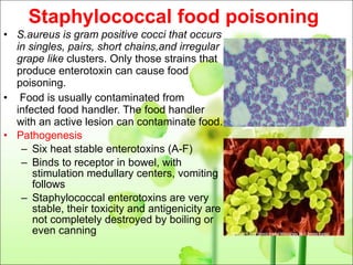 Staphylococcal food poisoning S.aureus is gram positive cocci that occurs in singles, pairs, short chains,and irregular grape like  clusters. Only those strains that produce enterotoxin can cause food poisoning. Food is usually contaminated from infected food handler. The food handler with an active lesion can contaminate food. Pathogenesis Six heat stable enterotoxins (A-F) Binds to receptor in bowel, with stimulation medullary centers, vomiting follows Staphylococcal enterotoxins are very stable, their toxicity and antigenicity are not completely destroyed by boiling or even canning 