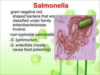 Salmonella gram negative rod shaped bacteria that are classified under family enterobacteriaceae Involve: -non-typhoidal salmonella -S. typhimurium,  -S.  enteritidis  (mostly cause food poisoning)   