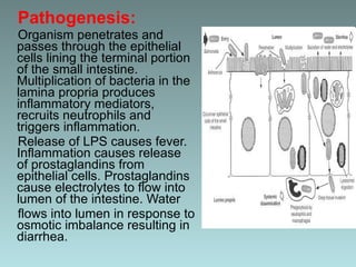 Pathogenesis:  Organism penetrates and passes through the epithelial cells lining the terminal portion of the small intestine. Multiplication of bacteria in the lamina propria produces inflammatory mediators, recruits neutrophils and triggers inflammation. Release of LPS causes fever. Inflammation causes release of prostaglandins from epithelial cells. Prostaglandins cause electrolytes to flow into lumen of the intestine. Water flows into lumen in response to osmotic imbalance resulting in diarrhea. 