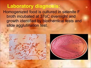 Laboratory diagnosis: Homogenized food is cultured in selenite F broth incubated at 37oC overnight and growth identified by biochemical tests and slide agglutination test. 