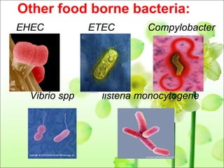 Other food borne bacteria: EHEC  ETEC  Compylobacter Vibrio spp  listeria monocytogene  