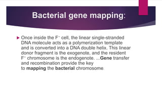 Bacterial gene mapping:
 Once inside the F− cell, the linear single-stranded
DNA molecule acts as a polymerization template
and is converted into a DNA double helix. This linear
donor fragment is the exogenote, and the resident
F− chromosome is the endogenote. ...Gene transfer
and recombination provide the key
to mapping the bacterial chromosome.
 