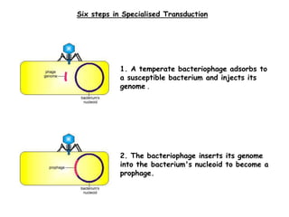 Bacterial Genetic Recombination II-1.ppt
