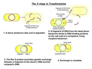 Bacterial Genetic Recombination II-1.ppt