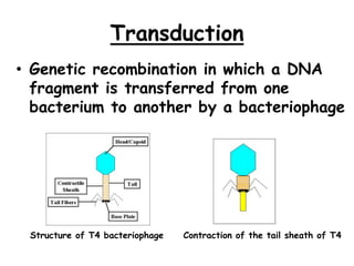 Bacterial Genetic Recombination II-1.ppt