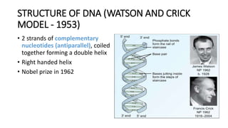 STRUCTURE OF DNA (WATSON AND CRICK
MODEL - 1953)
• 2 strands of complementary
nucleotides (antiparallel), coiled
together forming a double helix
• Right handed helix
• Nobel prize in 1962
 