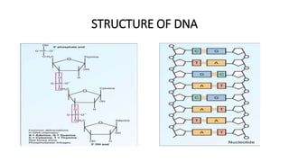 STRUCTURE OF DNA
 