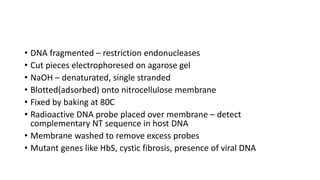 • DNA fragmented – restriction endonucleases
• Cut pieces electrophoresed on agarose gel
• NaOH – denaturated, single stranded
• Blotted(adsorbed) onto nitrocellulose membrane
• Fixed by baking at 80C
• Radioactive DNA probe placed over membrane – detect
complementary NT sequence in host DNA
• Membrane washed to remove excess probes
• Mutant genes like HbS, cystic fibrosis, presence of viral DNA
 