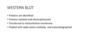 WESTERN BLOT
• Proteins are identified
• Proteins isolated and electrophoresed
• Transferred to nitrocellulose membrane
• Probed with radio active antibody and autoradiographed
 