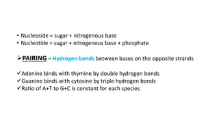 • Nucleoside = sugar + nitrogenous base
• Nucleotide = sugar + nitrogenous base + phosphate
PAIRING – Hydrogen bonds between bases on the opposite strands
Adenine binds with thymine by double hydrogen bonds
Guanine binds with cytosine by triple hydrogen bonds
Ratio of A+T to G+C is constant for each species
 