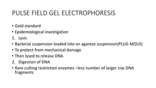 PULSE FIELD GEL ELECTROPHORESIS
• Gold standard
• Epidemiological investigation
1. Lysis
• Bacterial suspension loaded into an agarose suspension(PLUG MOLD)
• To protect from mechanical damage
• Then lysed to release DNA
2. Digestion of DNA
• Rare cutting restriction enzymes –less number of larger size DNA
fragments
 