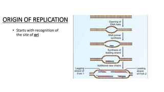 ORIGIN OF REPLICATION
• Starts with recognition of
the site of ori
 