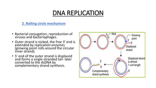 DNA REPLICATION
2. Rolling circle mechanism
• Bacterial conjugation, reproduction of
viruses and bacteriophages.
• Outer strand is nicked, the free 3′ end is
extended by replication enzymes
(growing point rolls around the circular
inner strand).
• 5′ end of the outer strand is displaced
and forms a single-stranded tail- later
converted to the dsDNA by
complementary strand synthesis.
 