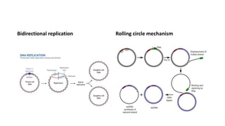 Bidirectional replication Rolling circle mechanism
 