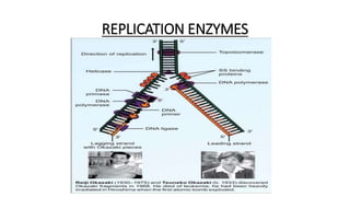 REPLICATION ENZYMES
 