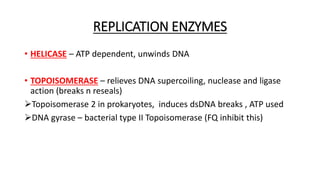 REPLICATION ENZYMES
• HELICASE – ATP dependent, unwinds DNA
• TOPOISOMERASE – relieves DNA supercoiling, nuclease and ligase
action (breaks n reseals)
Topoisomerase 2 in prokaryotes, induces dsDNA breaks , ATP used
DNA gyrase – bacterial type II Topoisomerase (FQ inhibit this)
 