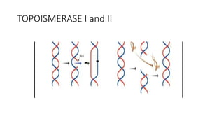 TOPOISMERASE I and II
 