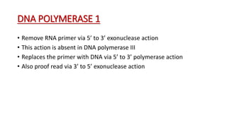 DNA POLYMERASE 1
• Remove RNA primer via 5’ to 3’ exonuclease action
• This action is absent in DNA polymerase III
• Replaces the primer with DNA via 5’ to 3’ polymerase action
• Also proof read via 3’ to 5’ exonuclease action
 