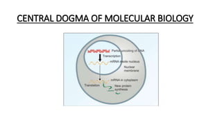 CENTRAL DOGMA OF MOLECULAR BIOLOGY
 