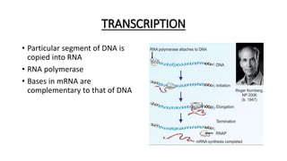 TRANSCRIPTION
• Particular segment of DNA is
copied into RNA
• RNA polymerase
• Bases in mRNA are
complementary to that of DNA
 