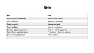 RNA
RNA DNA
Mainly seen in cytoplasm Mostly inside nucleus
100-5000 bases Millions of base pairs
Single stranded Double stranded
Sugar is ribose Sugar is deoxyribose
Purines – adenine, guanine
Pyrimidines – uracil, cytosine
Purines – adenine, guanine
Pyrimidines – thymine, cytosine
Easily destroyed by alkali Alkali resistant
 